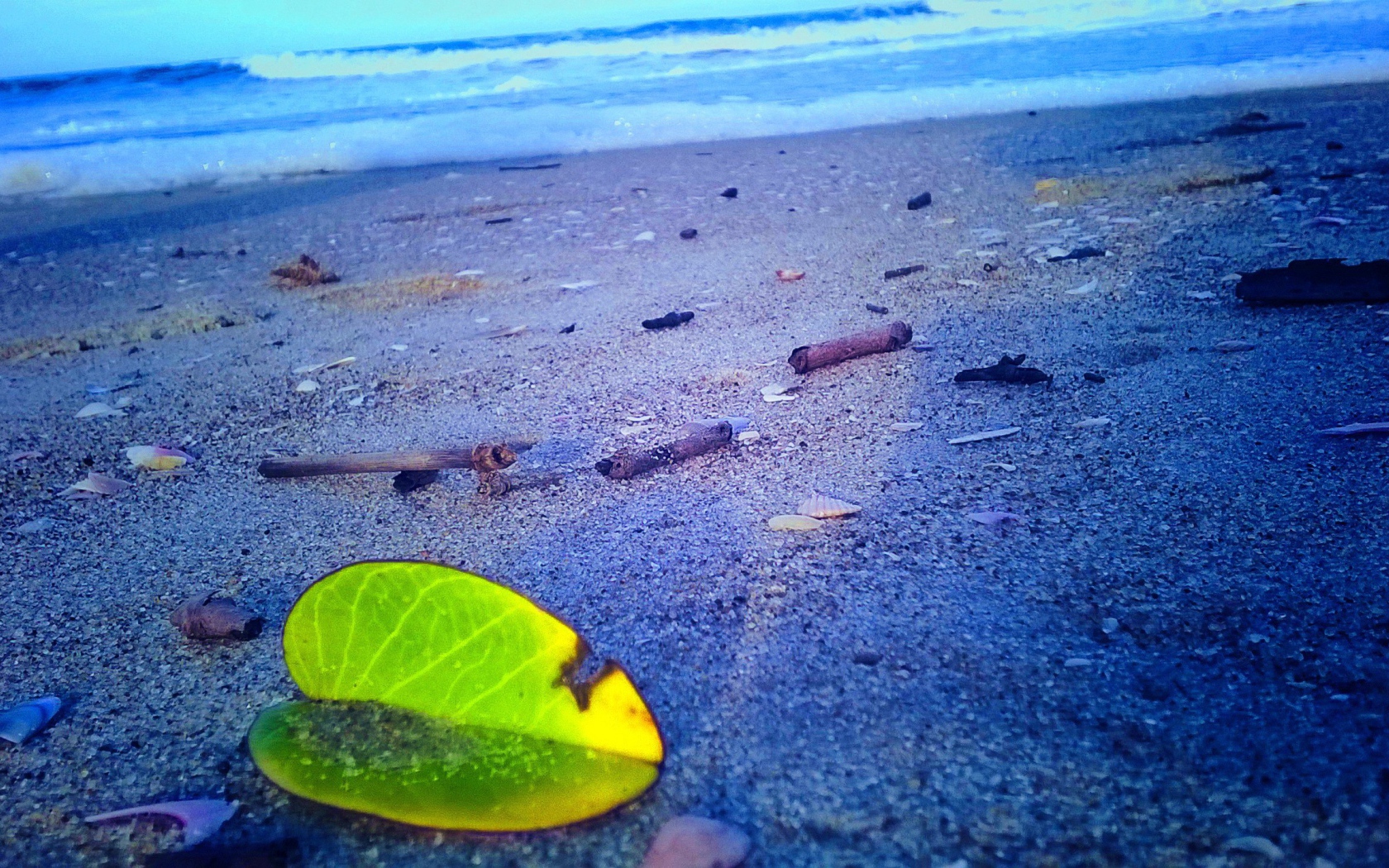 Лист растения на песке пляжа