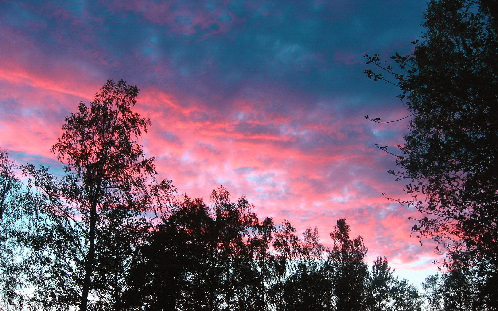 Розовые облака над деревьями