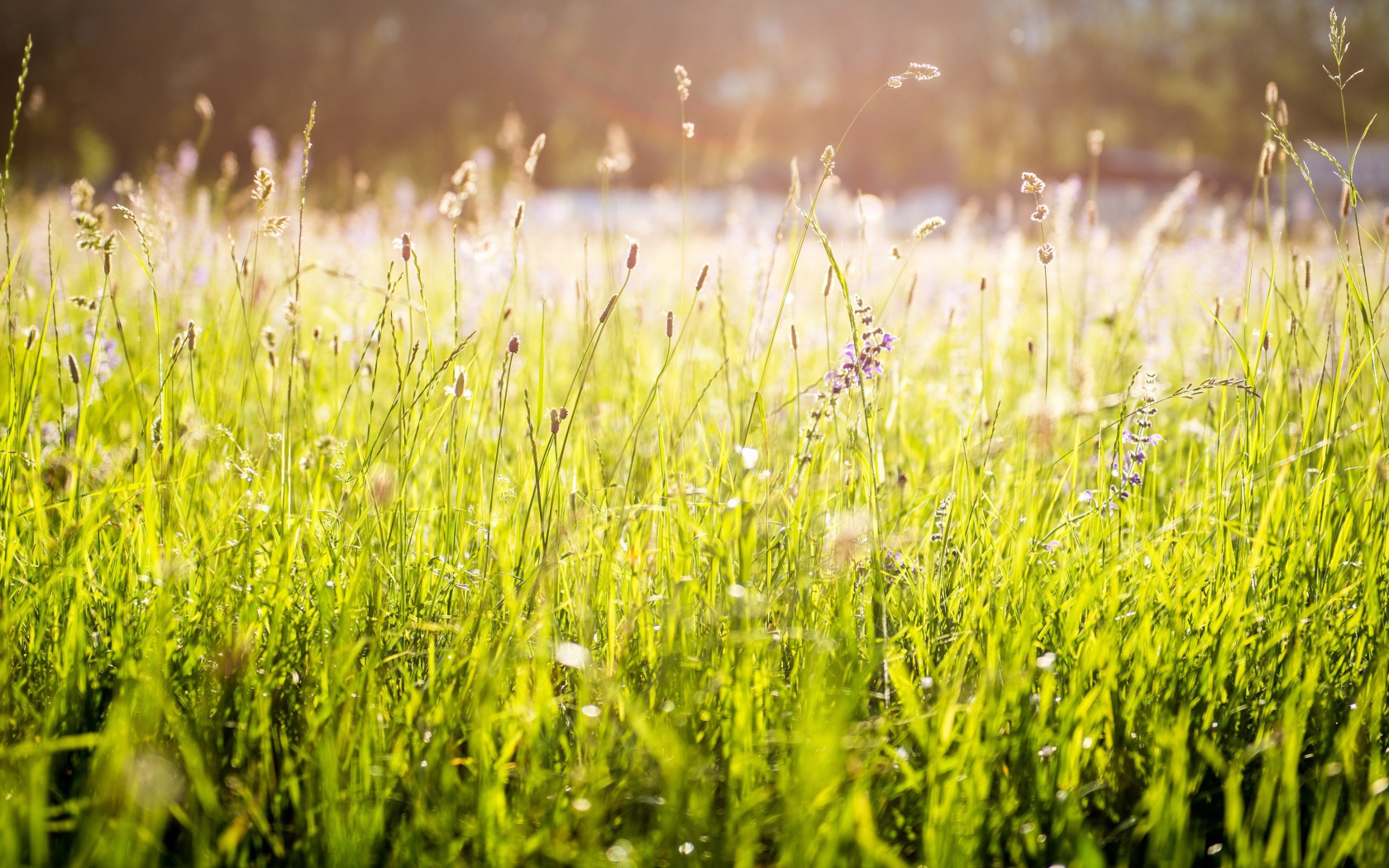 Ярко зеленая трава под солнцем
