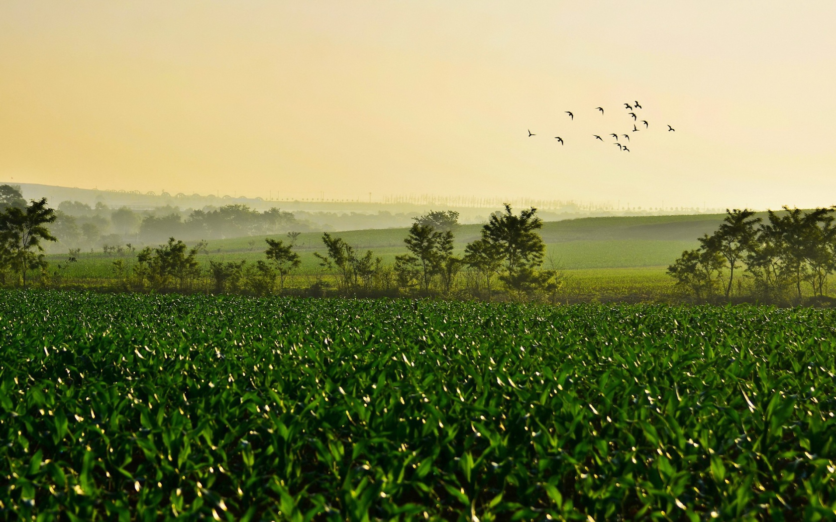 Поле молодых ростков чая