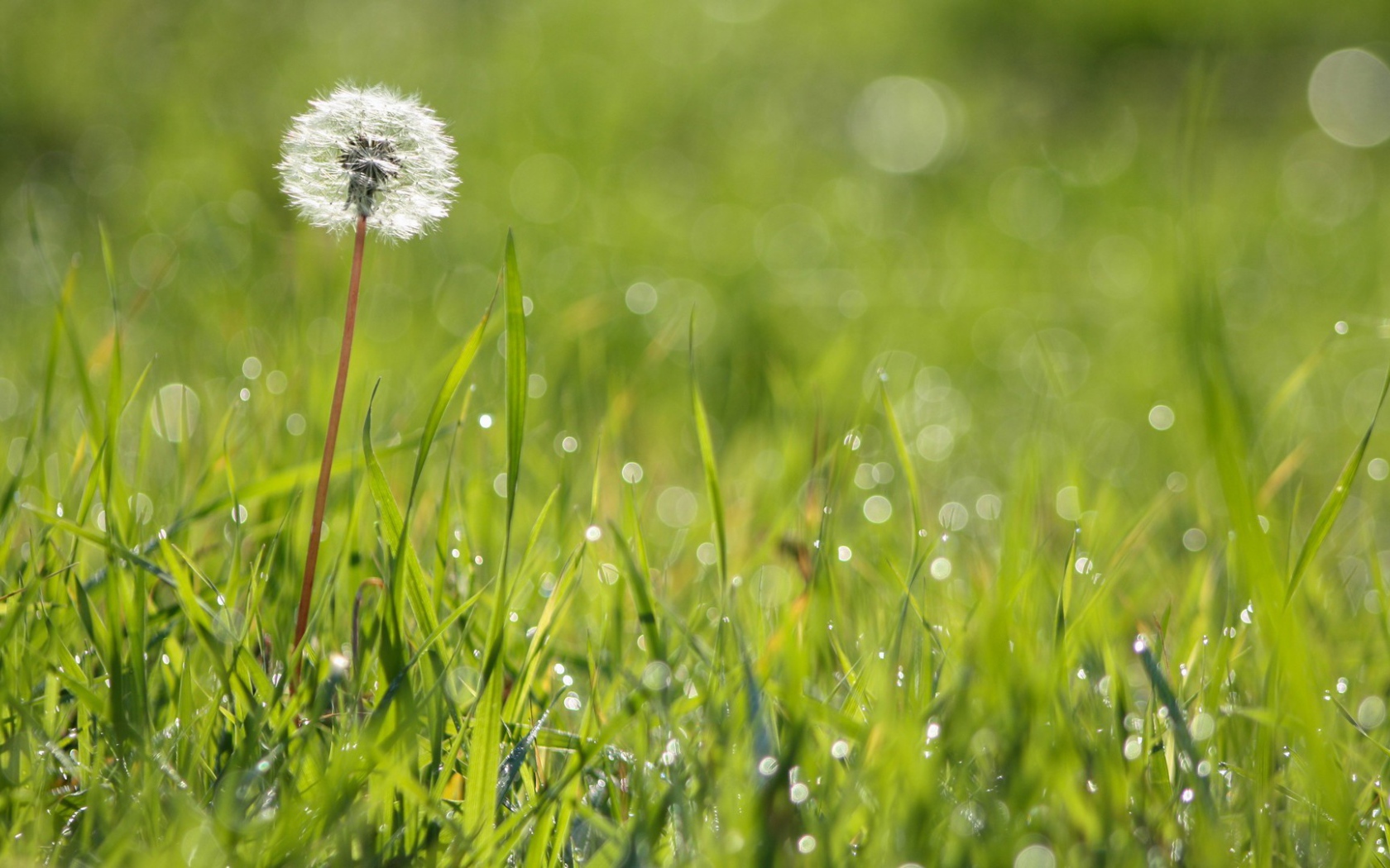 Созревший одуванчик среди зеленой травы