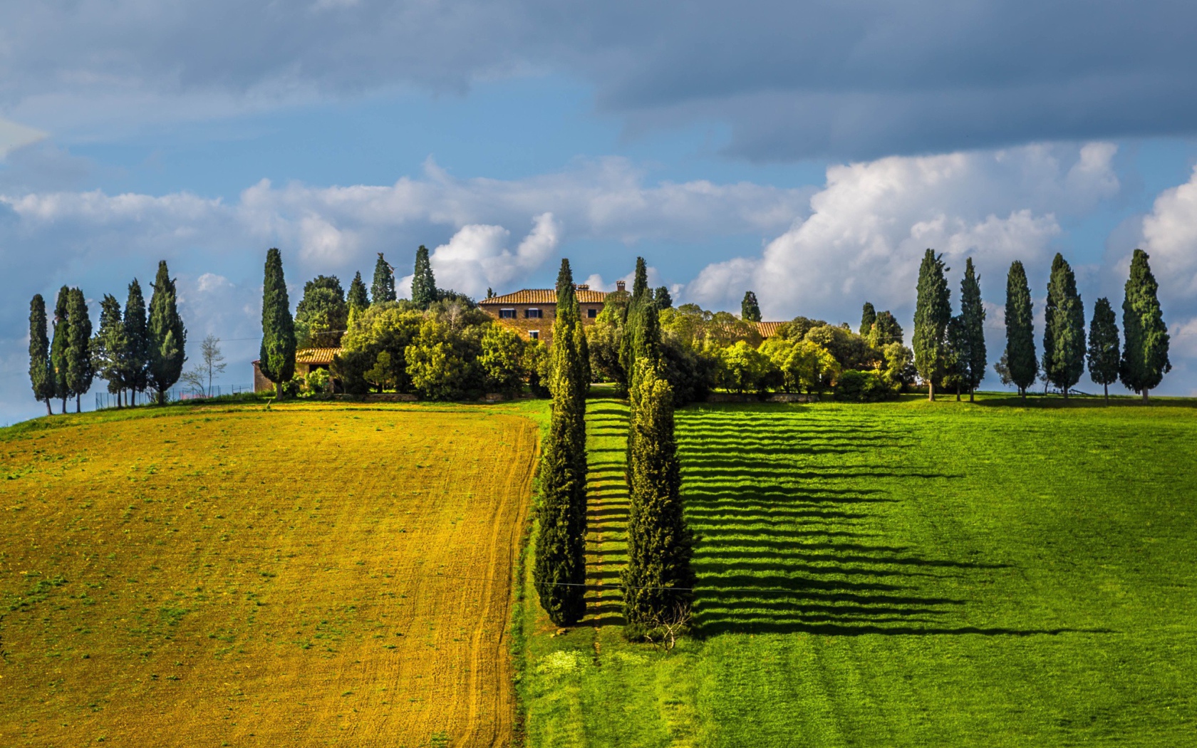 Ряды тополей между полями