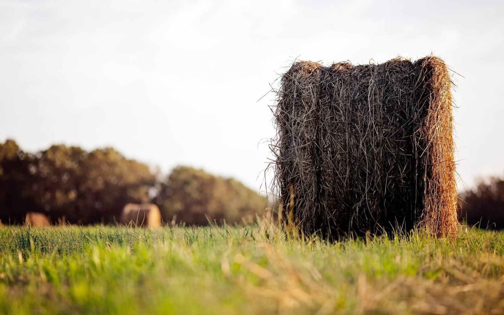 Моток сухого сена в поле