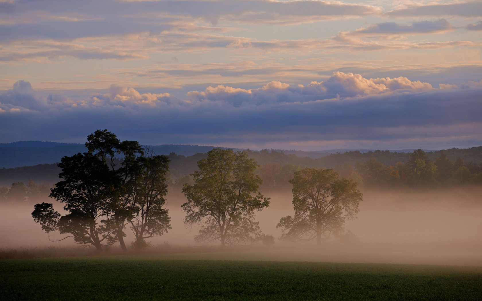 Три дерева в тумане