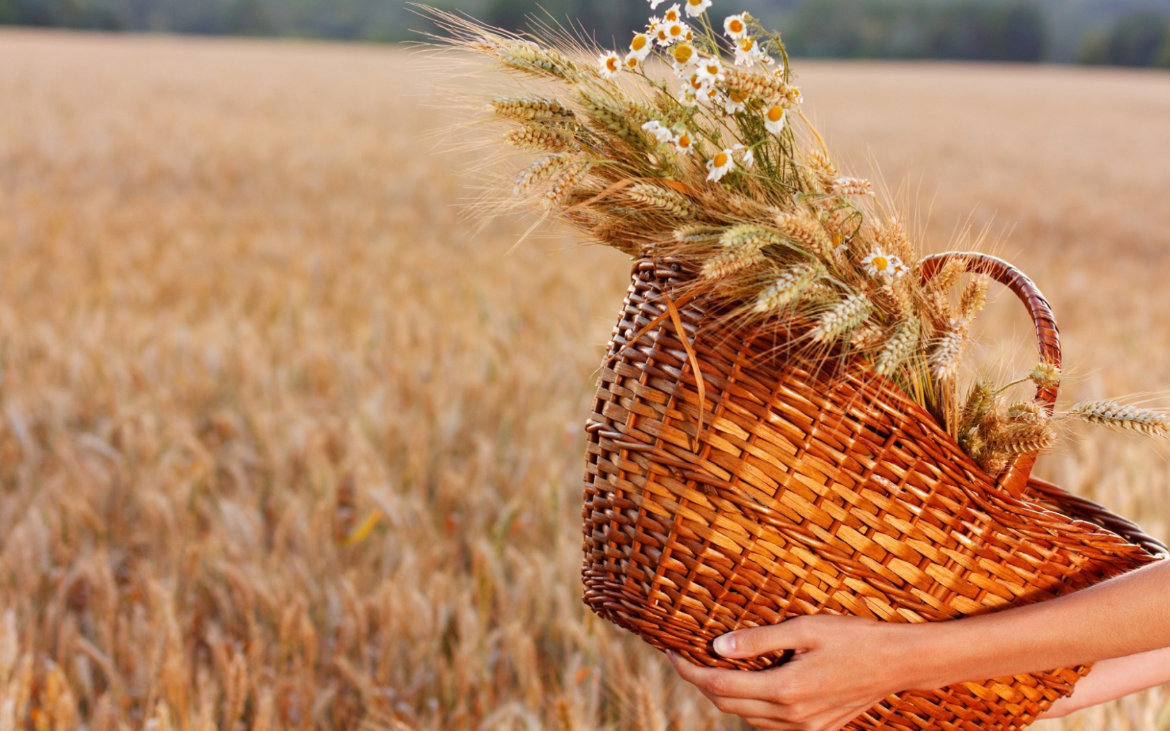 Плетеная корзина с колосками и полевыми цветами