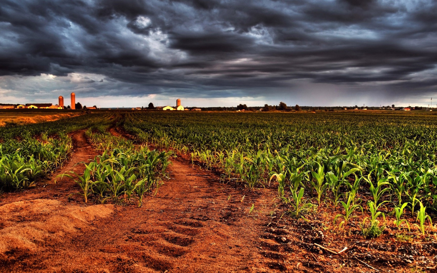 Молодая кукуруза на фермерском поле