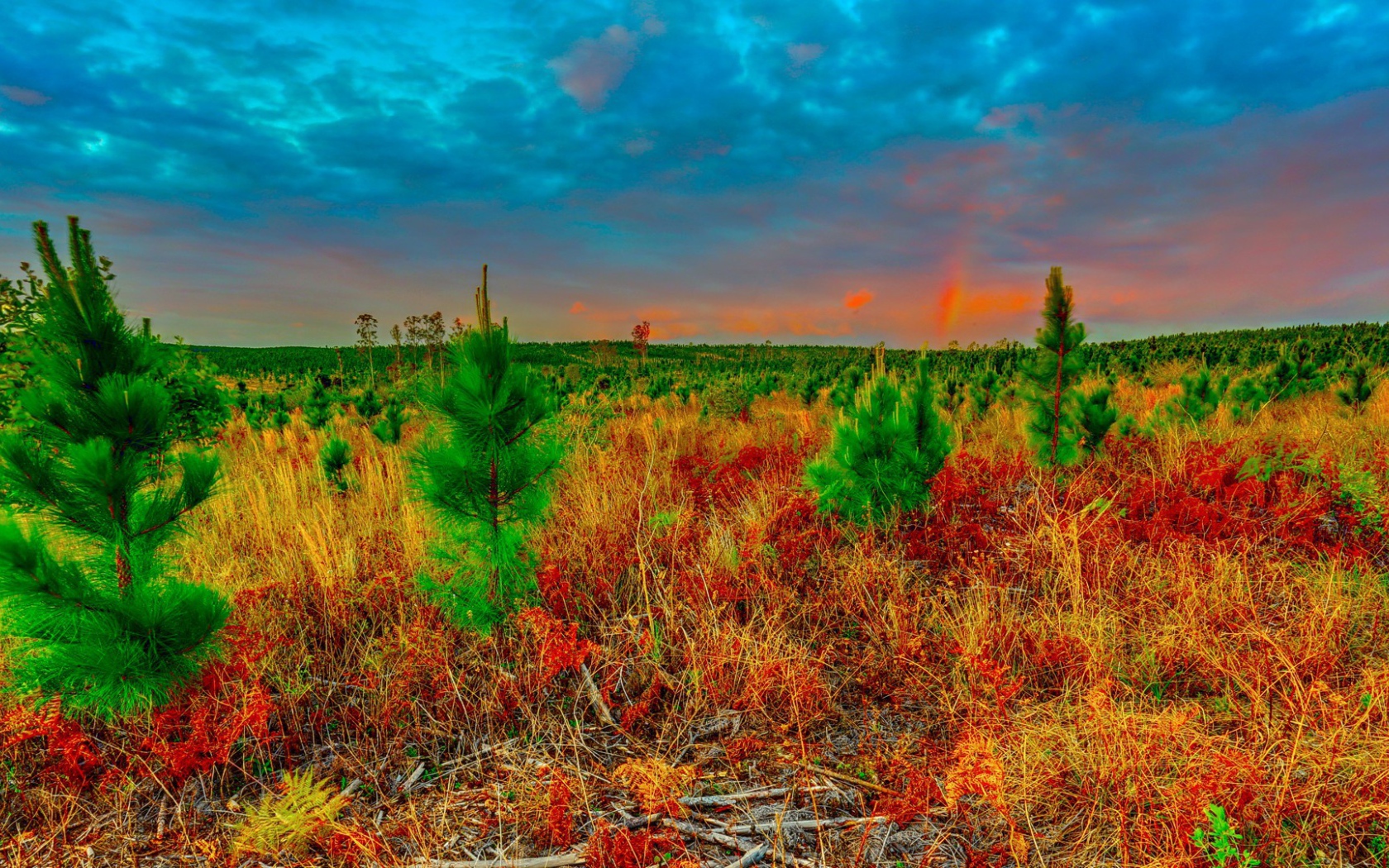 Молодые ели в поле