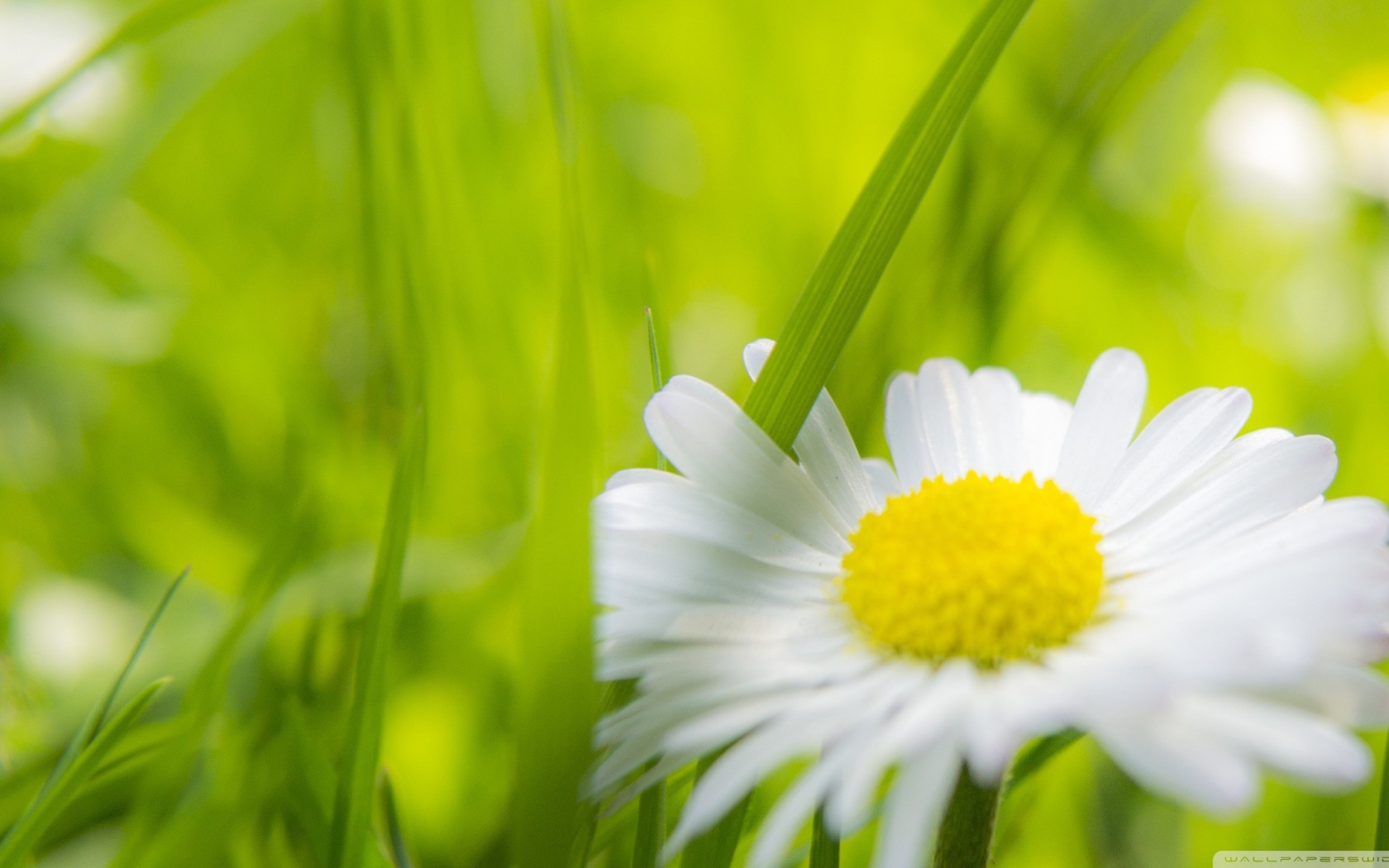 Травинка между лепестками ромашки