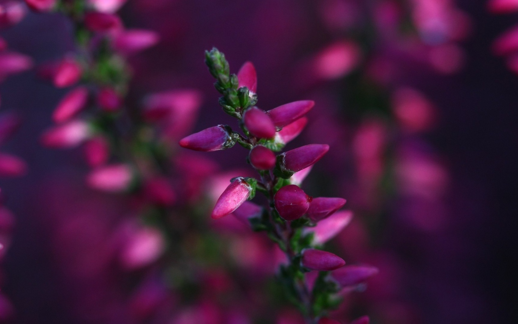 Кисточка розовых бутонов готова раскрыться