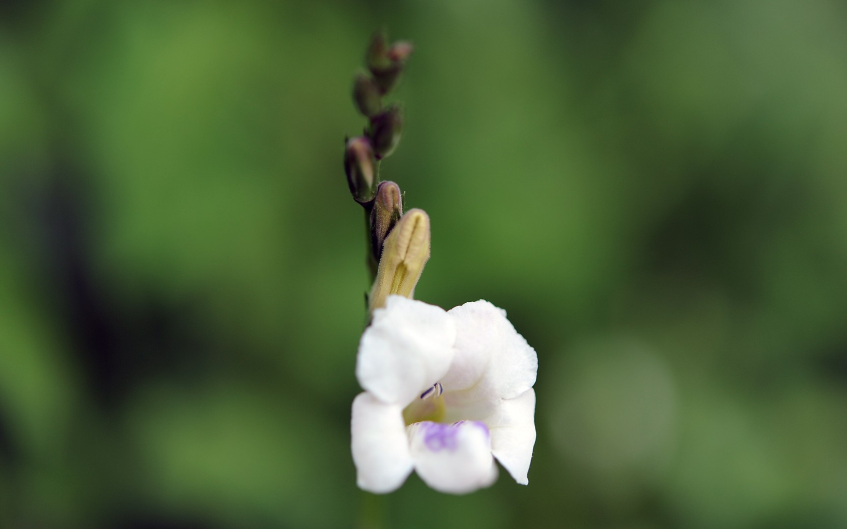 Цветок только что распустился