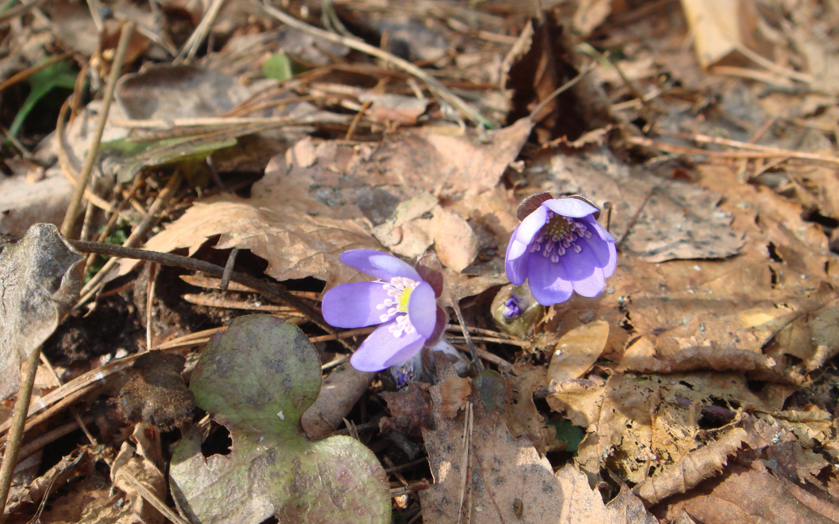 Цветки подснежники