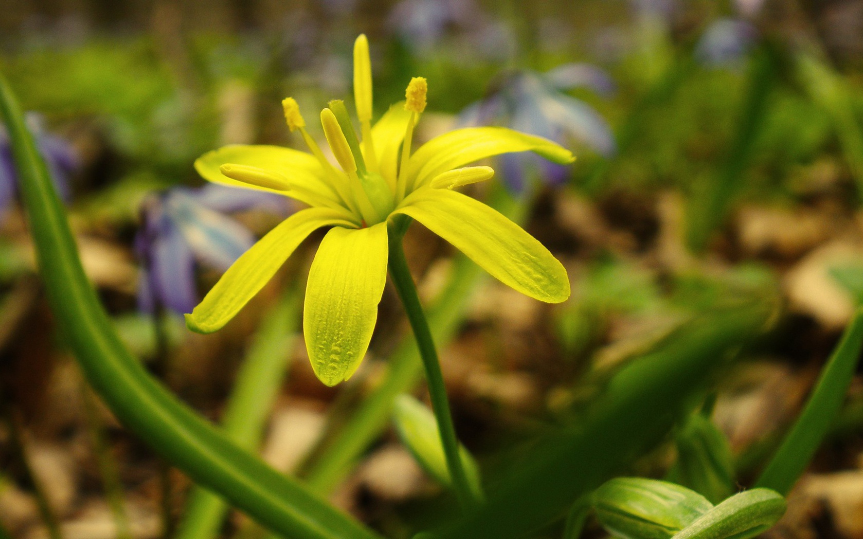Зелено желтый цветок