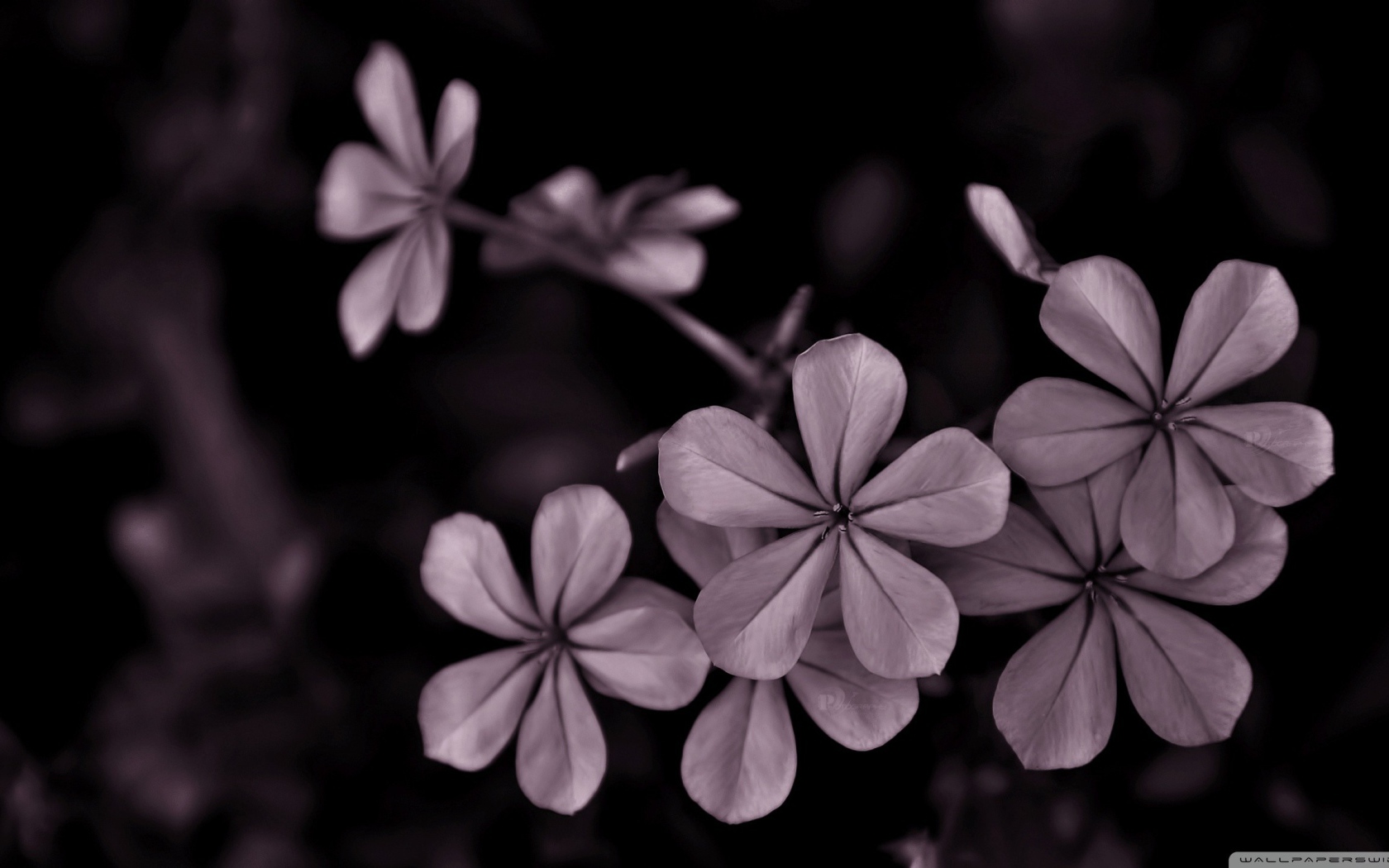 Серые цветы на черном фоне