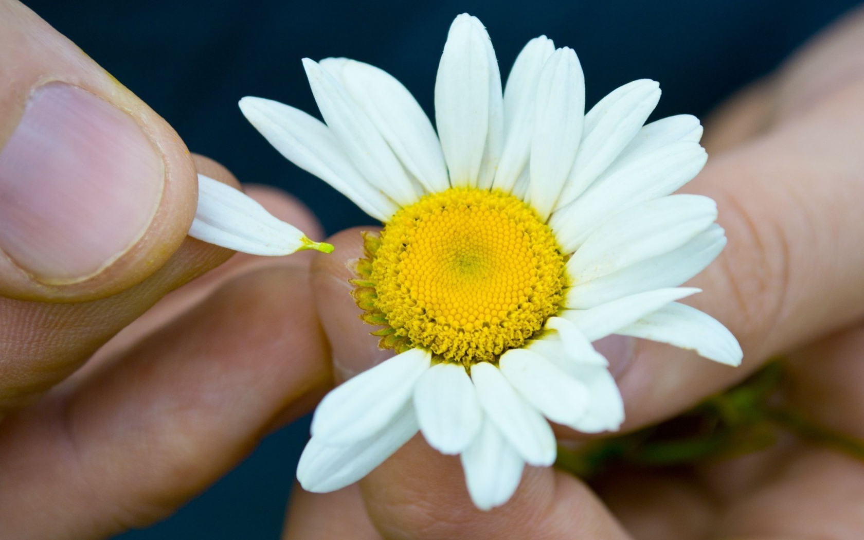 Гадание на цветке ромашки