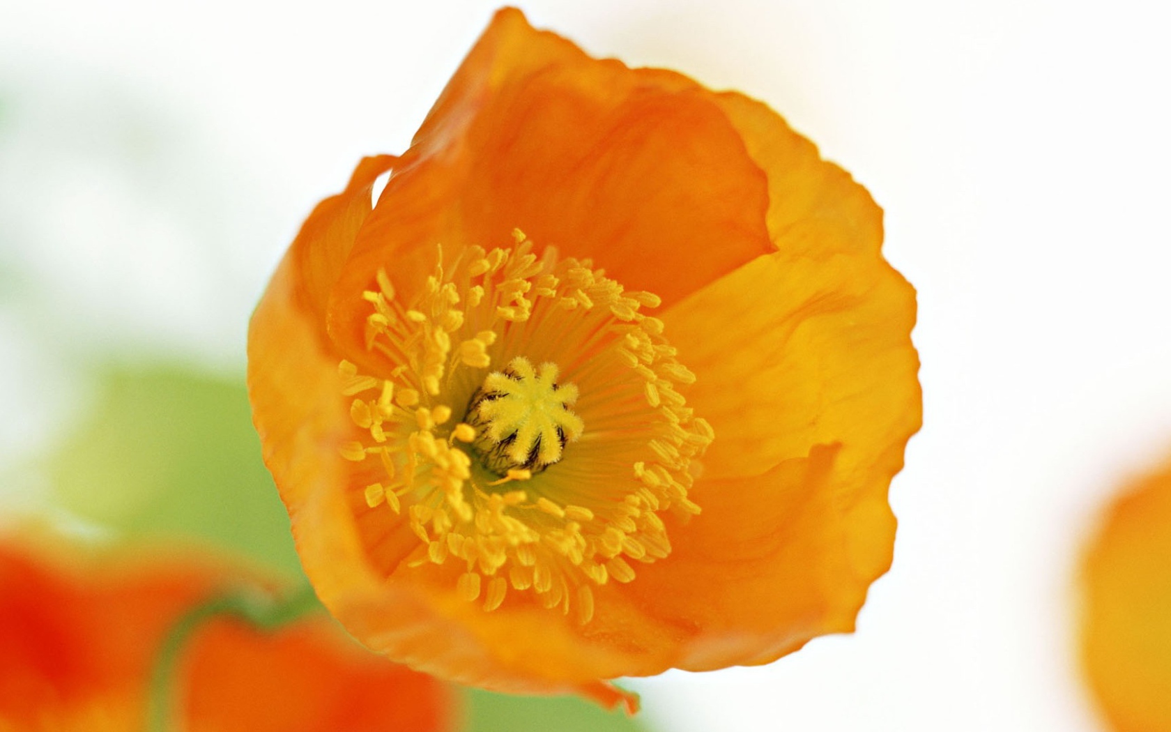 Оранжевый цветок на белом фоне