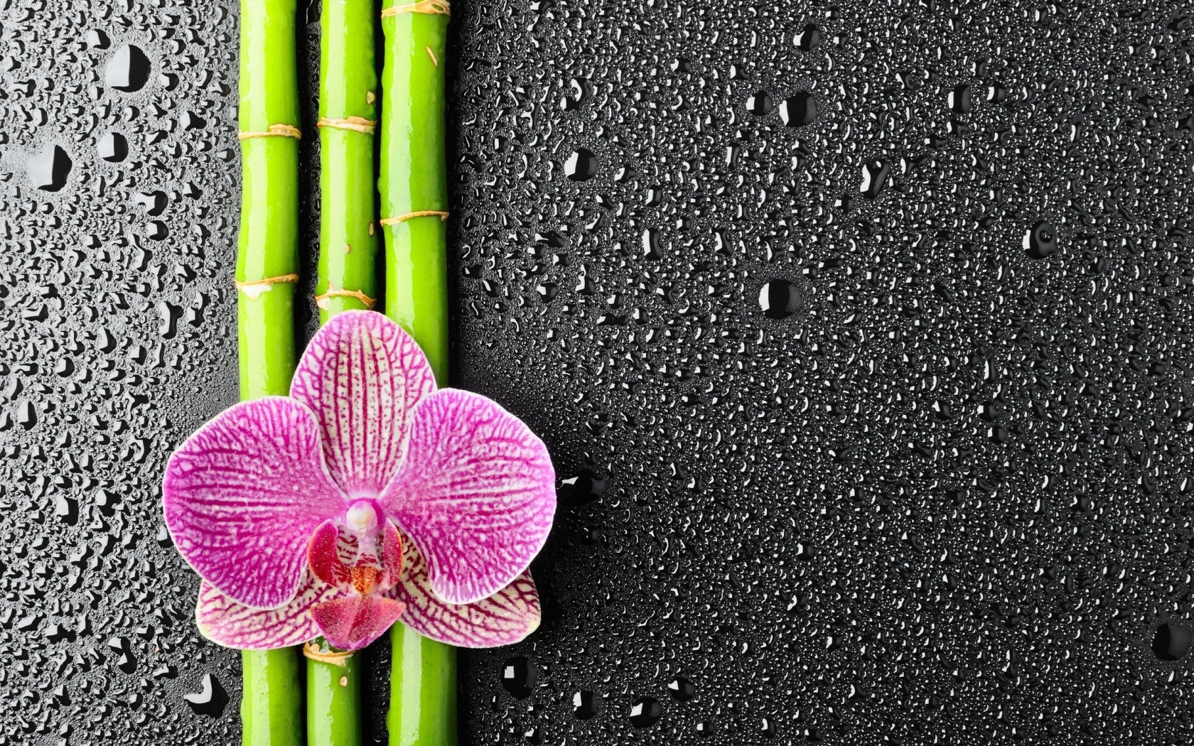 Орхидея на бамбуковых палочках