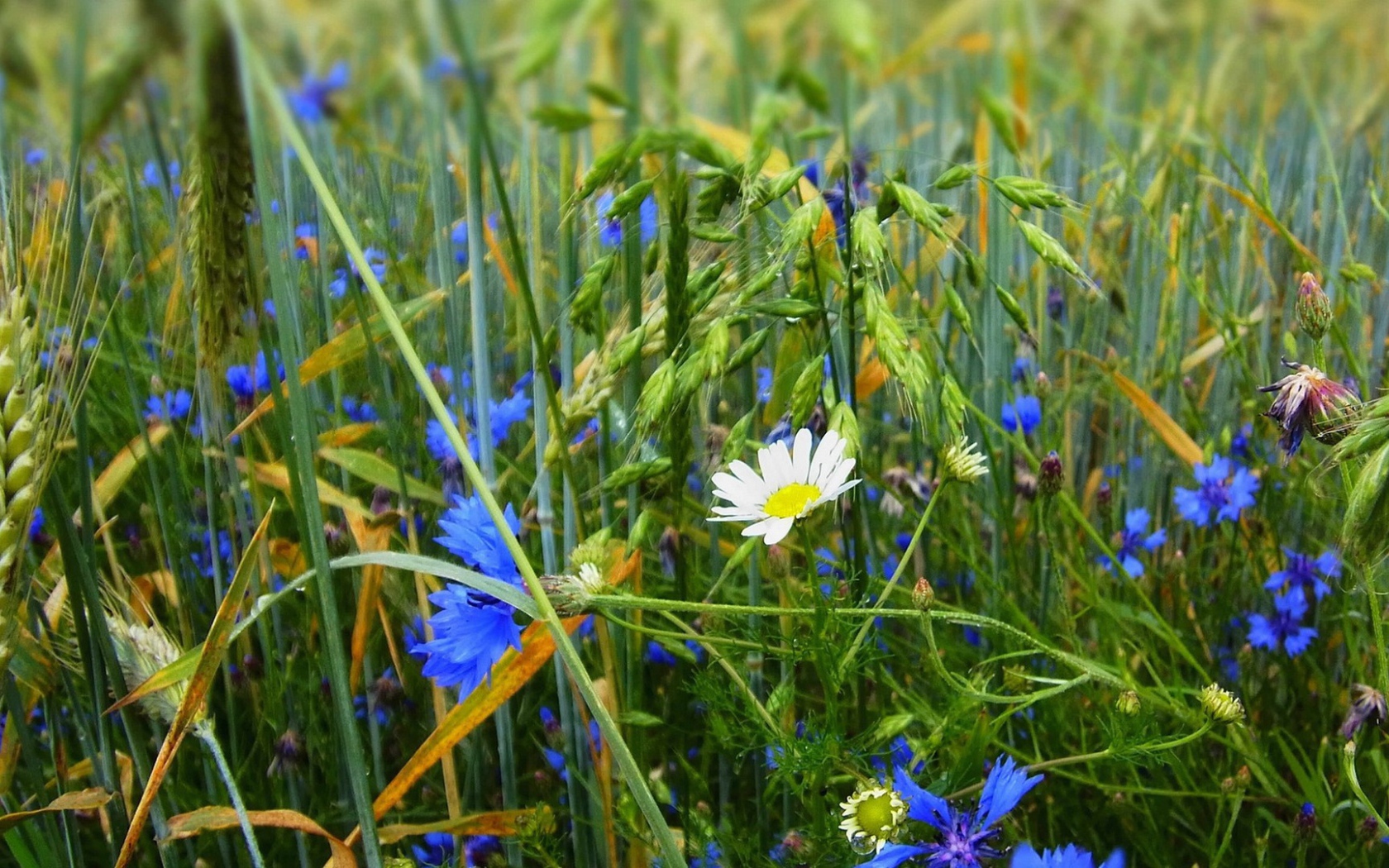 Белая ромашка среди васильков