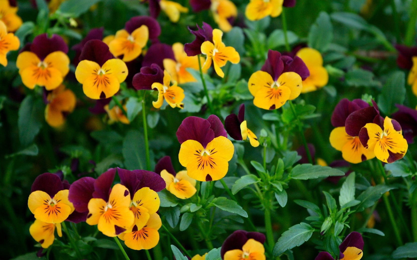 Желтые и бордовые анютины глазки, цветы