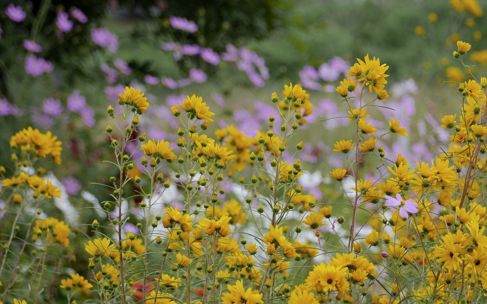 Желтые полевые ромашки летом