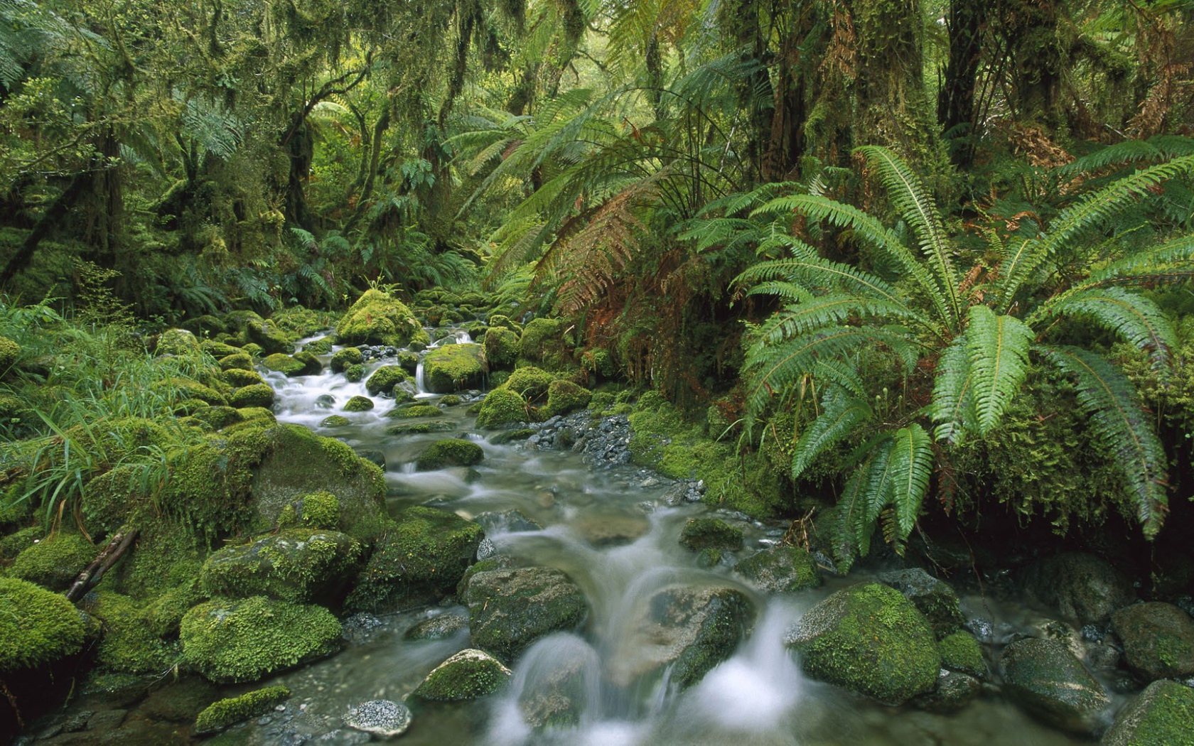 Бурный поток в тропическом лесу