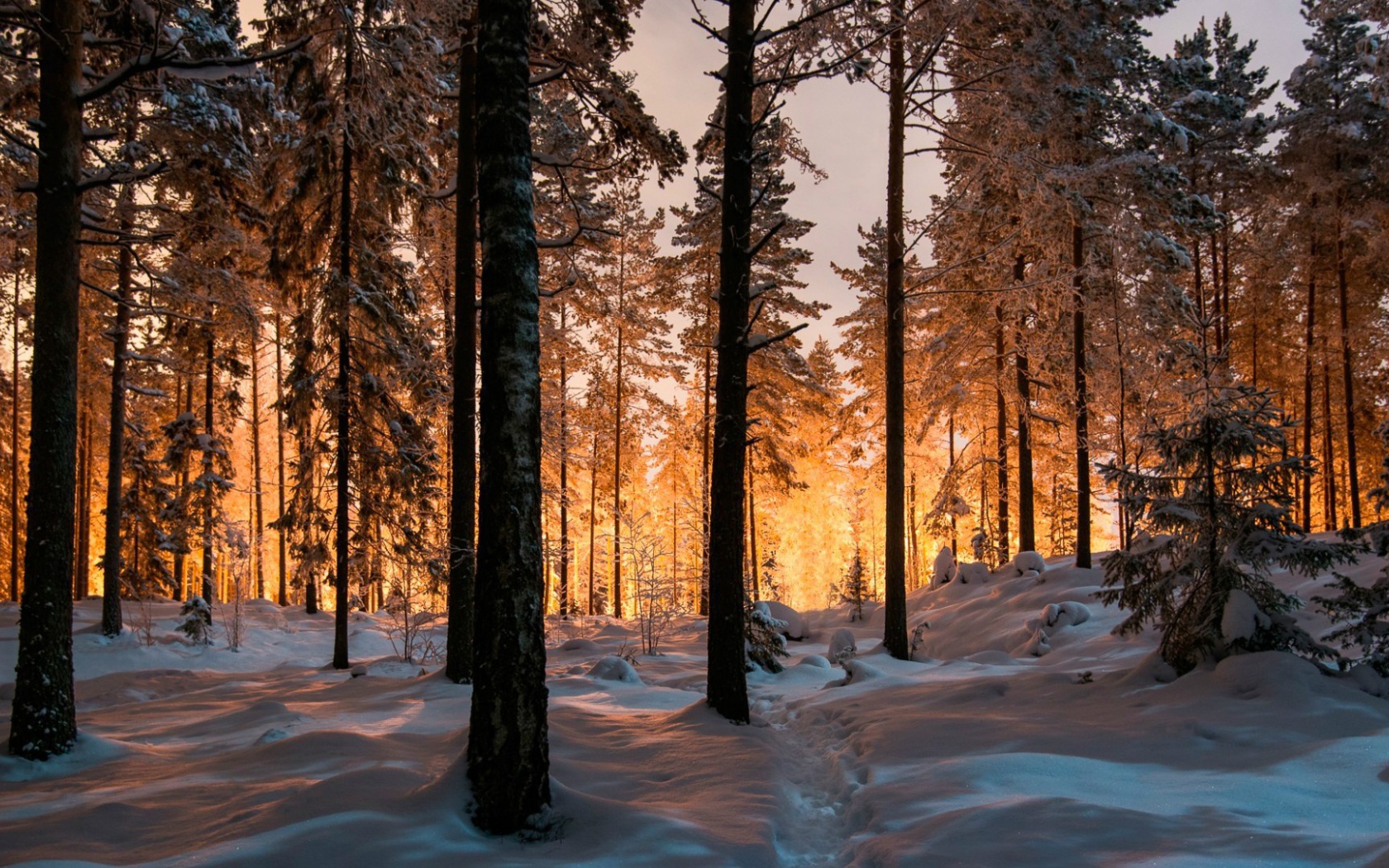 Сказочный зимний лес на закате