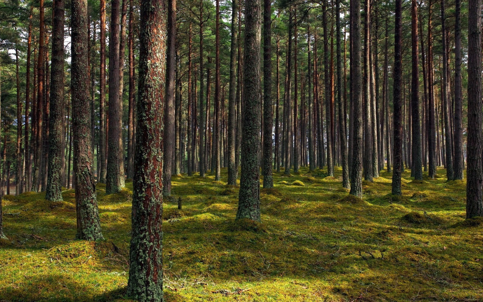 Покрытые лишайником стволы деревьев