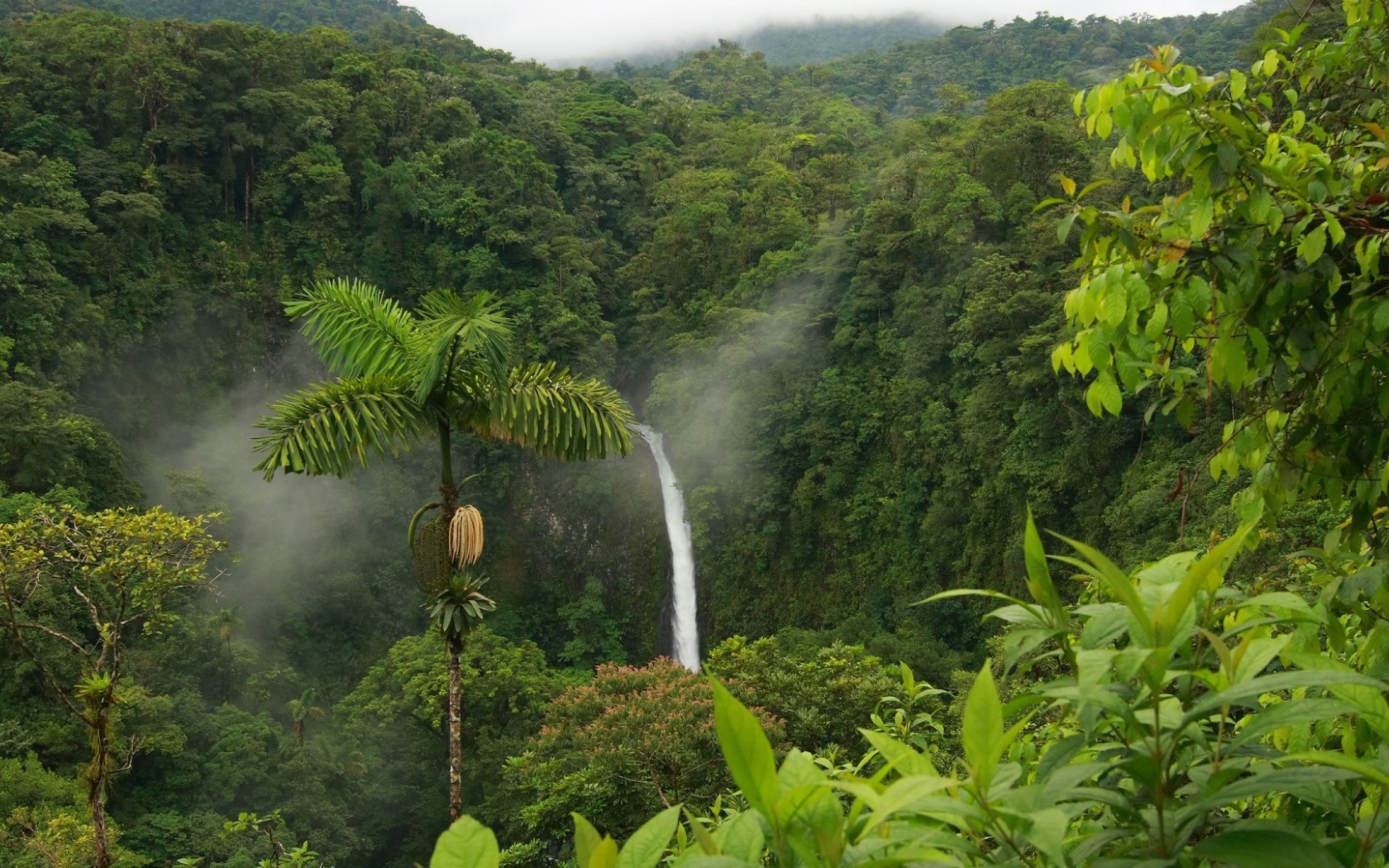 Одинокая пальма в джунглях