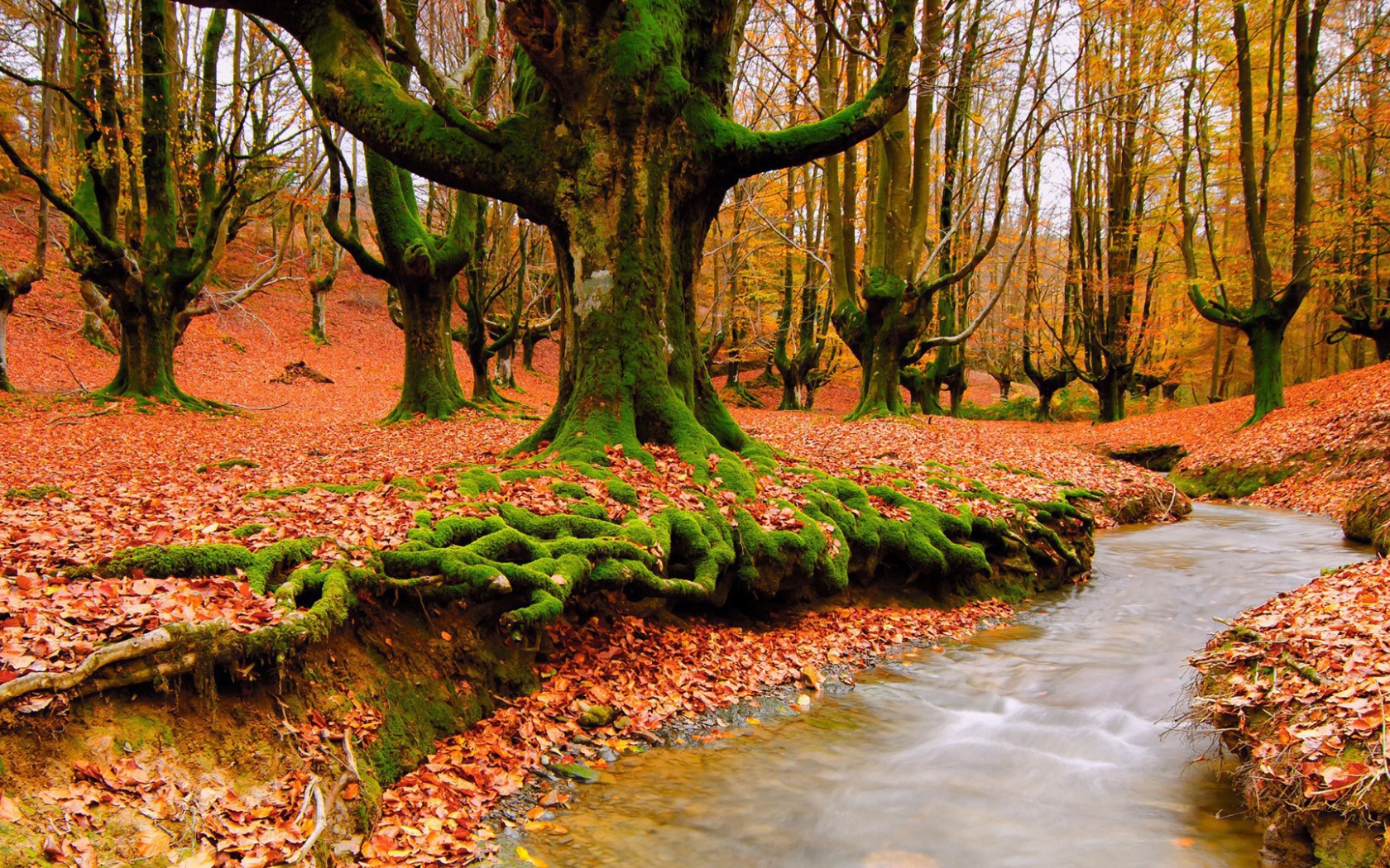 Корни деревьев покрылись мхом