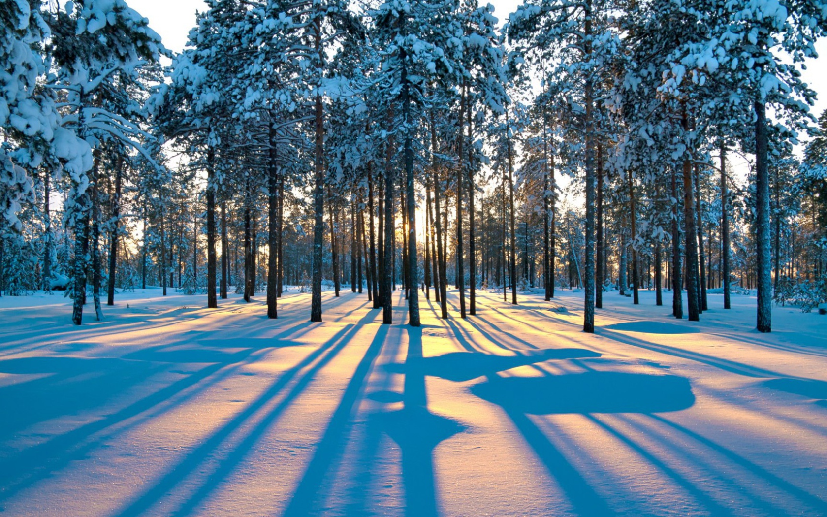 Тени деревьев в зимнем лесу