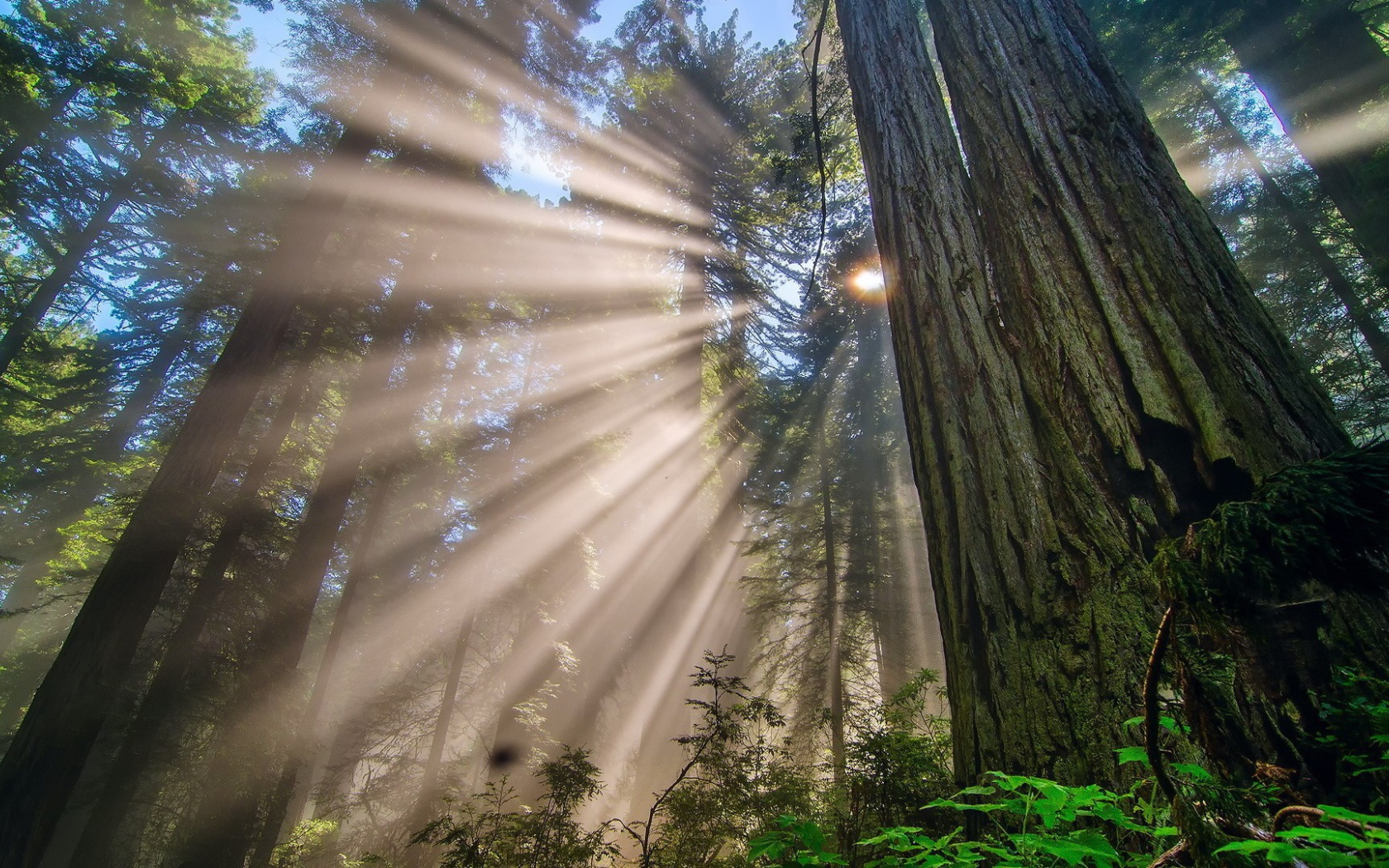Лучи солнца в дымке в лесу