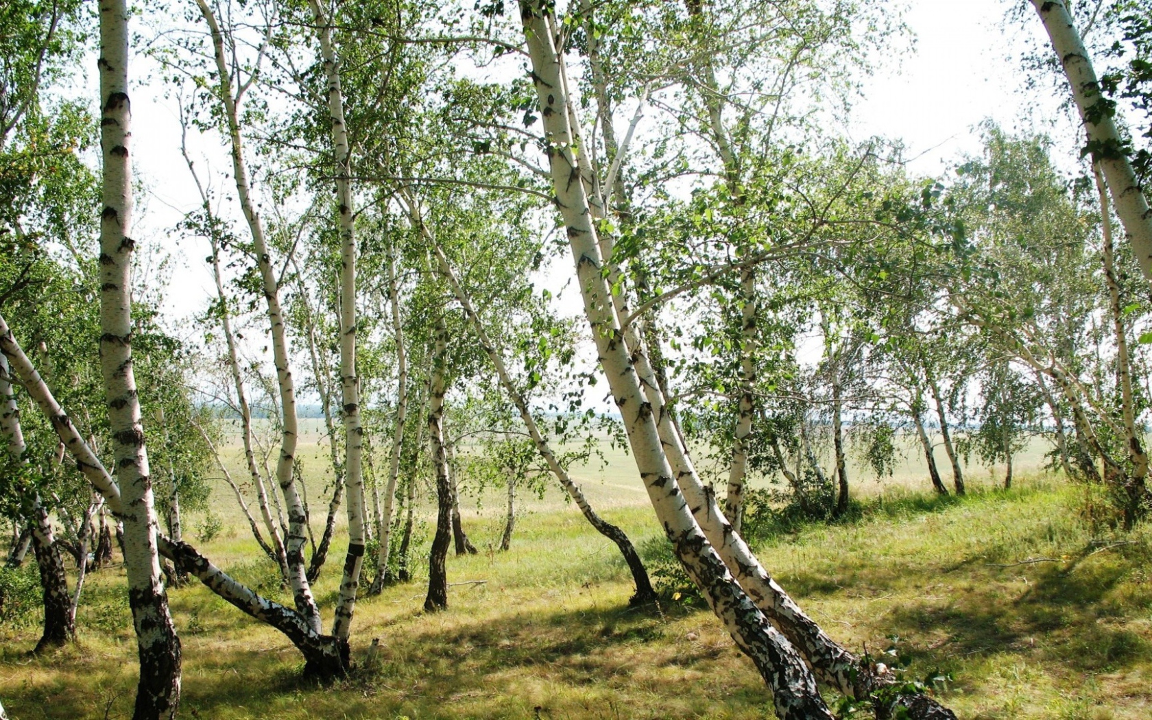 Тонкие березки весной