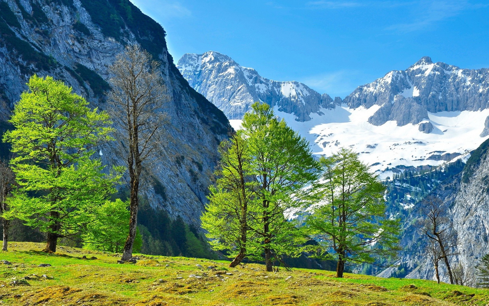 Молодая зелень на деревьях в горах