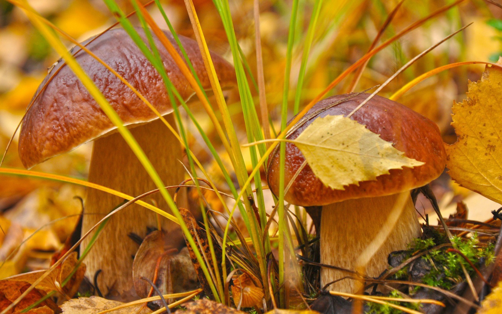 Пара белых грибочков