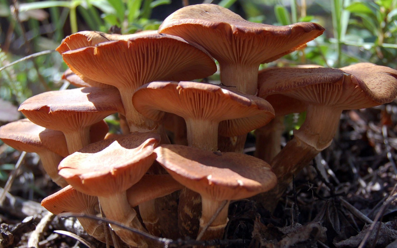 Семья грибов из грибницы