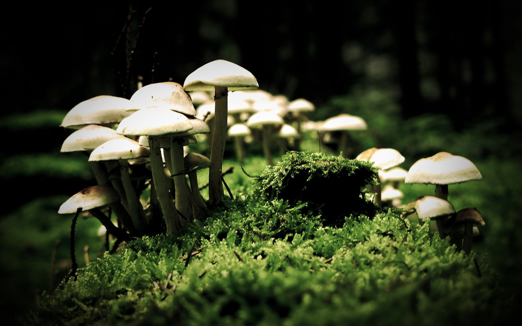 Family of mushrooms on moss