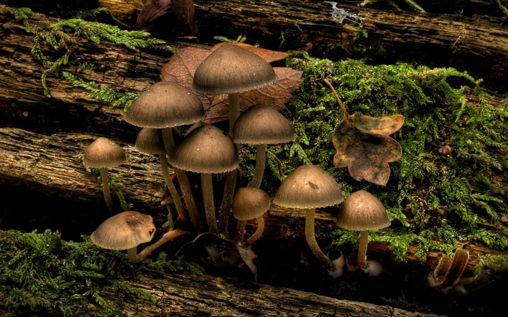 Mushrooms and moss on a tree trunk