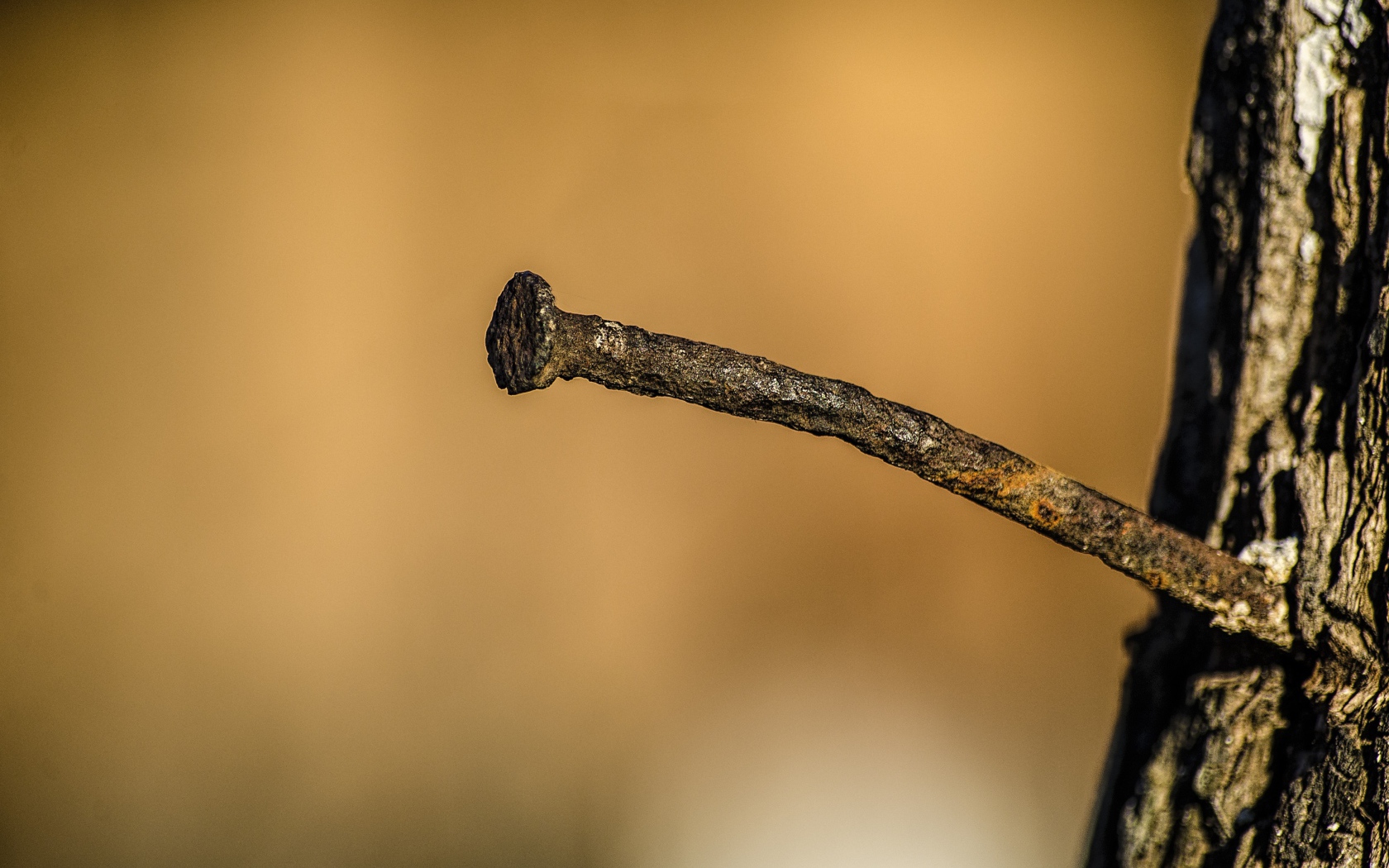 Ржавый гвоздь в коре дерева