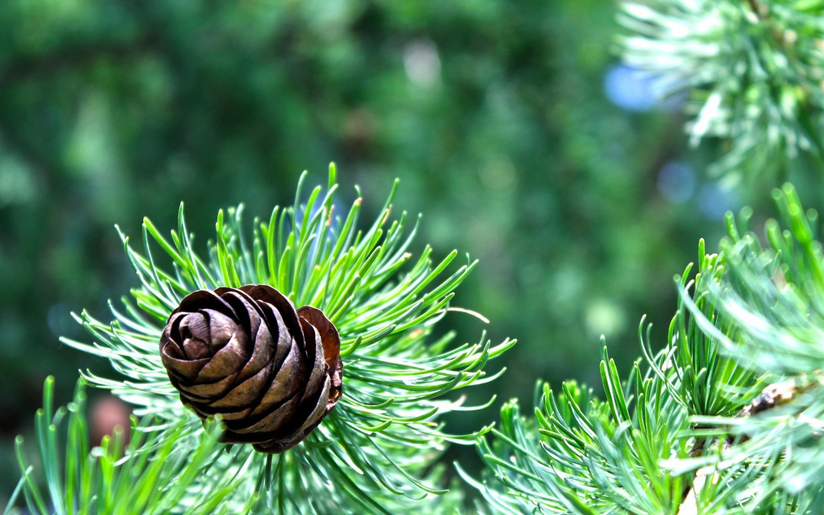 Небольшая шишка на еловой ветке