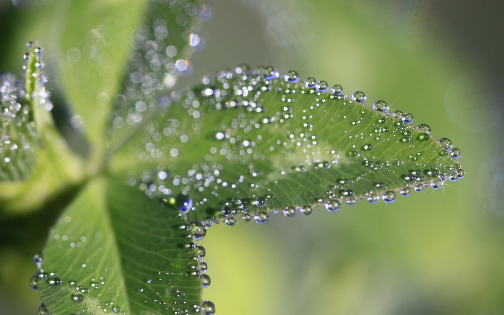 Капли росы на зеленых листьях