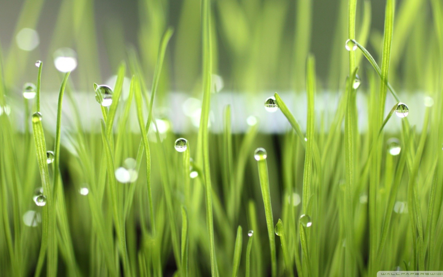 Зеленая трава после дождя
