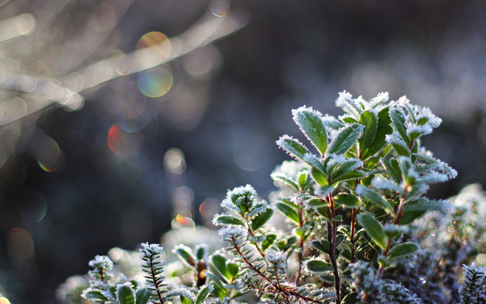 Кристаллы льда на зеленой траве