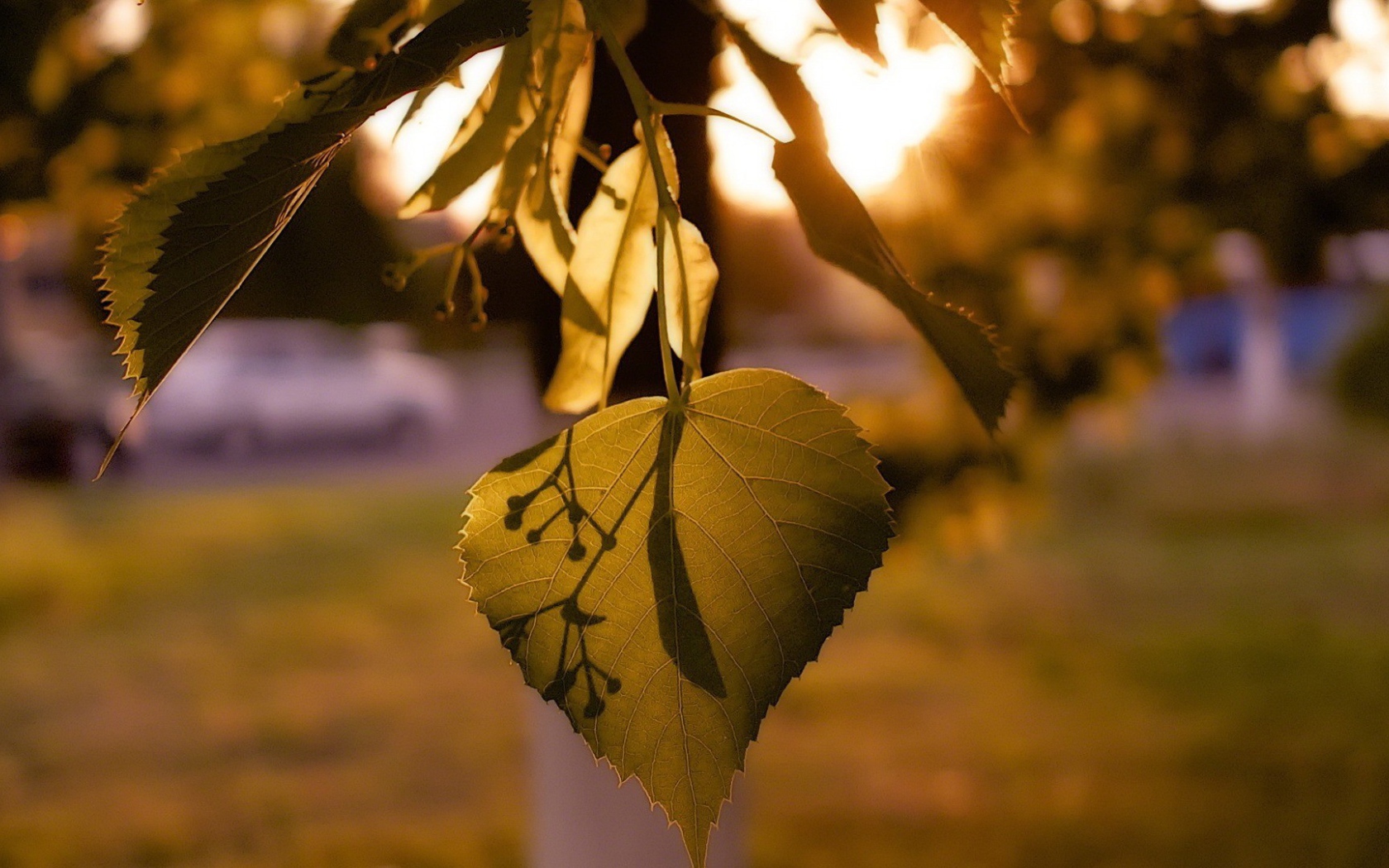 Лист дерева липа освещенный солнцем