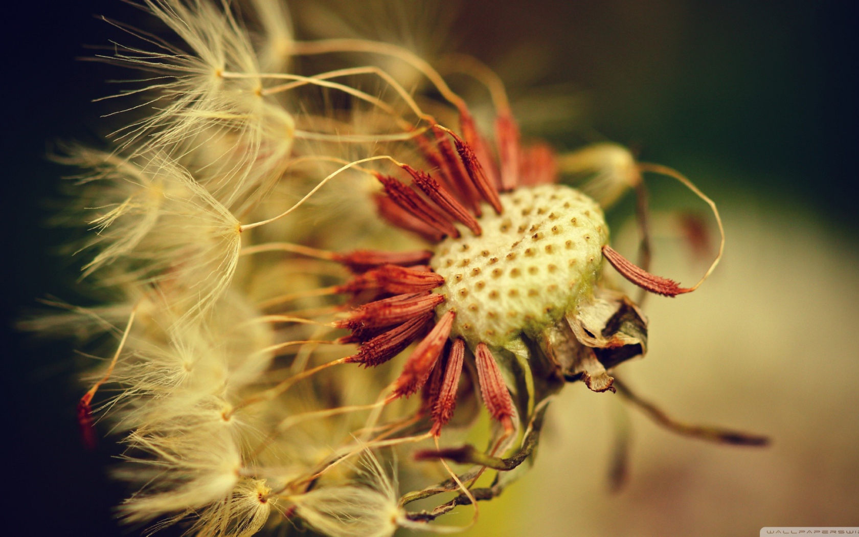 Облетевший зрелый одуванчик