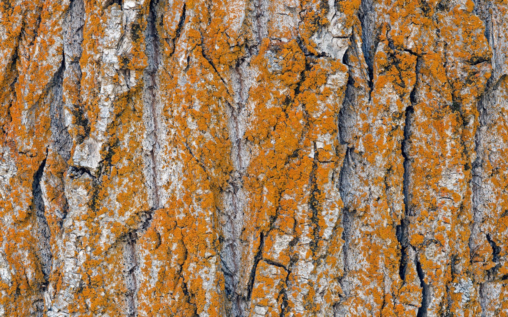 Оранжевый лишай на коре дерева