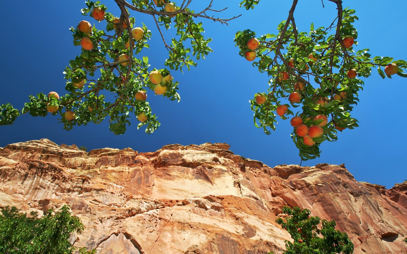 Персики на ветвях на фоне скалы