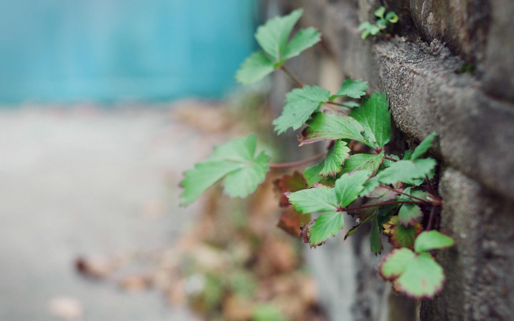 Растения пробиваются сквозь забор