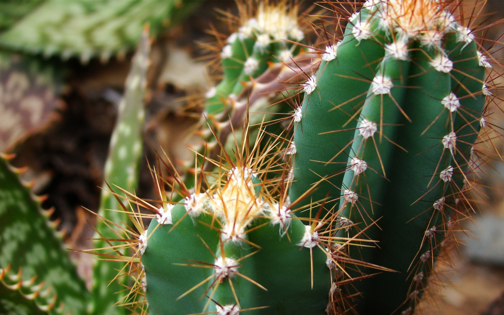 Колючие зеленые кактусы