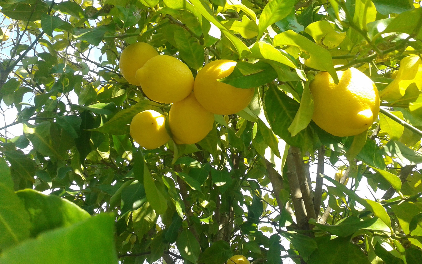 Спелые лимоны на ветках