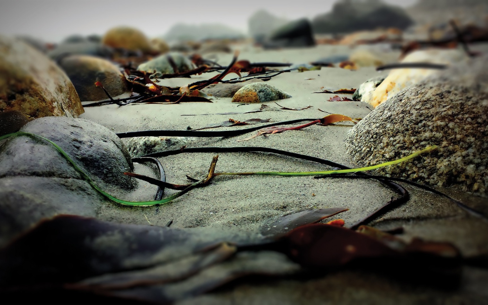 Скудная растительность на камнях скал