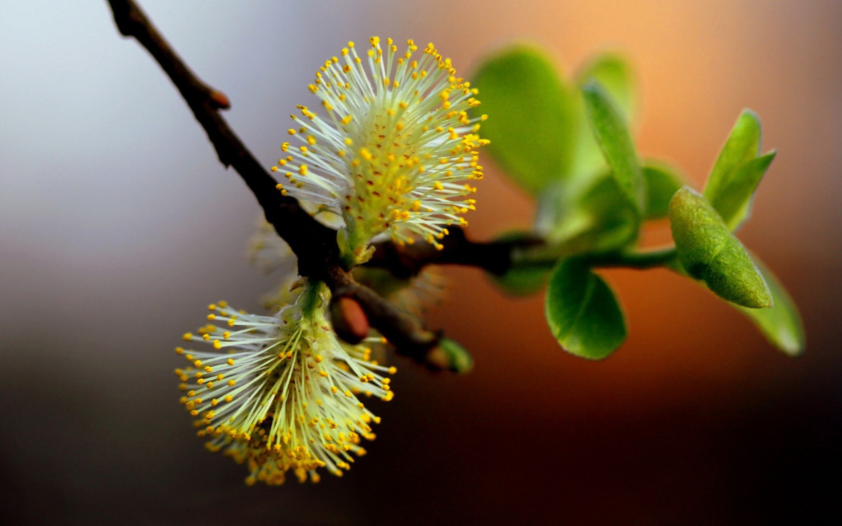 Веточка с первой зеленью и цветами весной